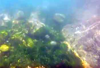 Mullion cove underwater