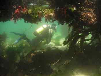Newquay underwater