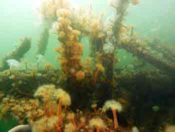 HMS Breda underwater