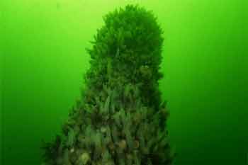 torpedo standing vertically in the seabed